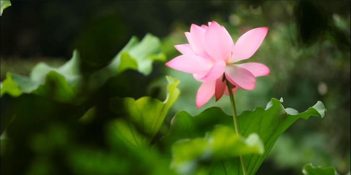 開封·蘭臺(tái)苑，還原經(jīng)歷千年沉浮清明上河圖