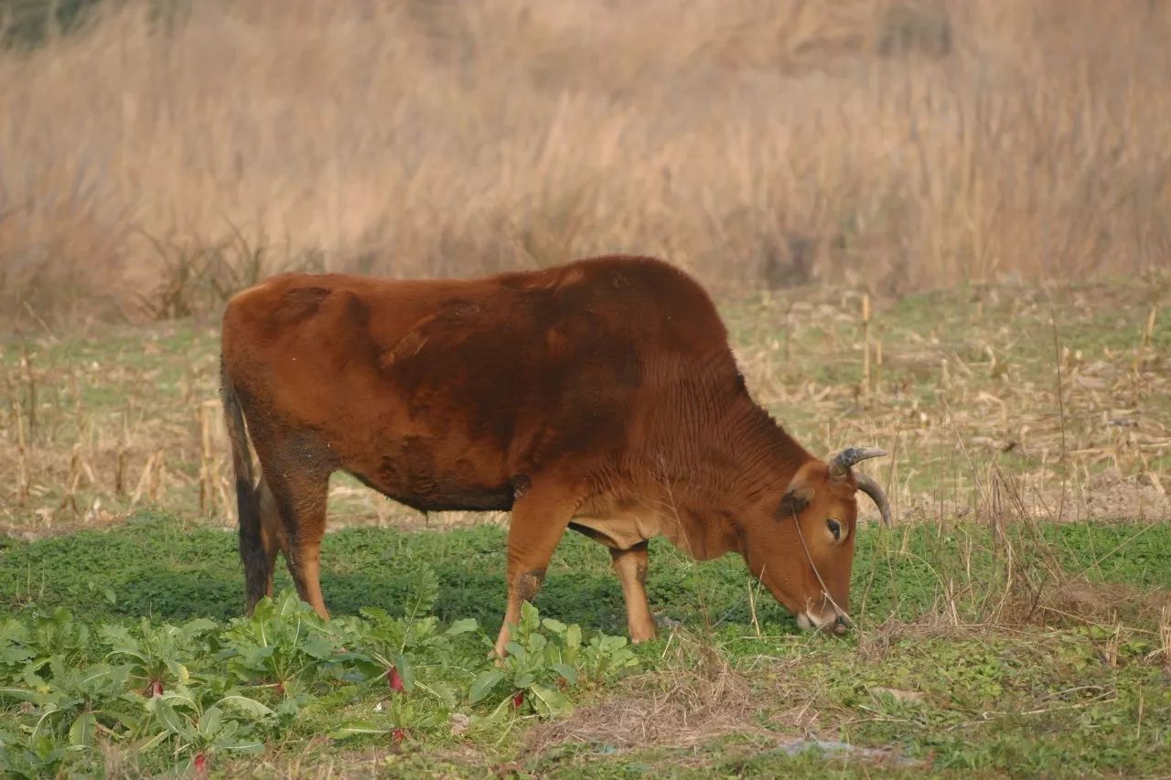 寧波·花雨醉，品花間一壺酒聽雨后醉朦朧