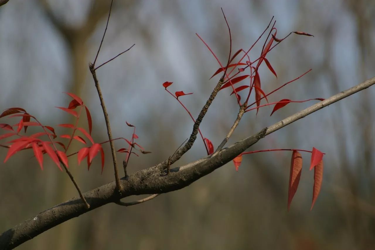 寧波·花雨醉，品花間一壺酒聽(tīng)雨后醉朦朧
