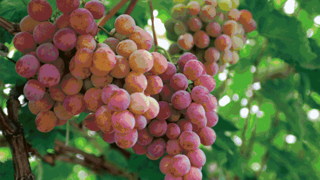 寧波·花雨醉，品花間一壺酒聽雨后醉朦朧