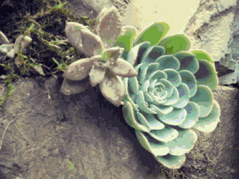 雪坑村·美客愛途，愛上美麗的客居地和旅途故事