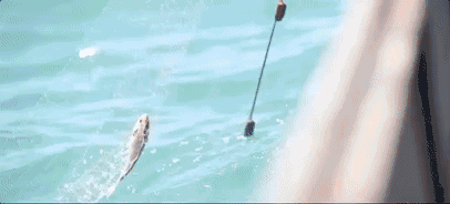 喜麟閣，廈門的餐飲江湖·風(fēng)卷云殘大浪淘沙