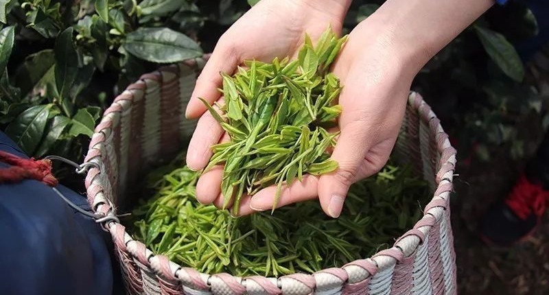 七椀居茶舍，喝西湖龍井茶感受西湖美秋季美