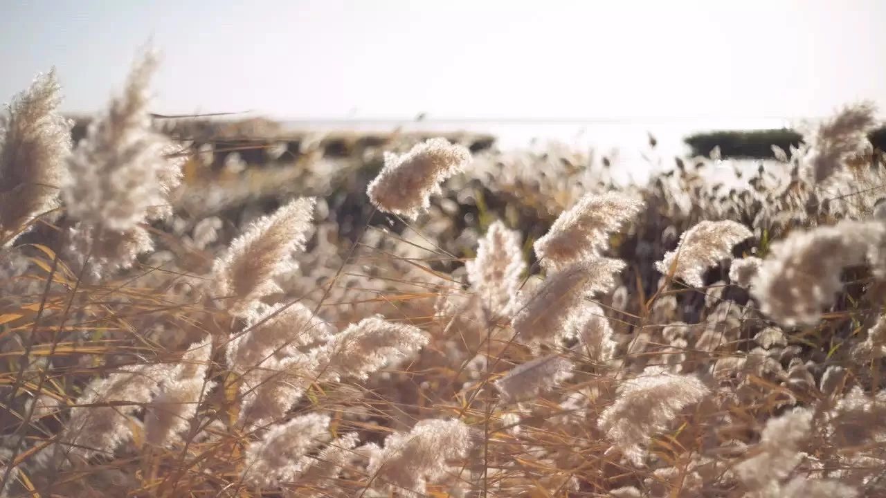 七椀居茶舍，喝西湖龍井茶感受西湖美秋季美