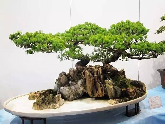 中國傳統(tǒng)文化有那些？100款中國傳統(tǒng)文化