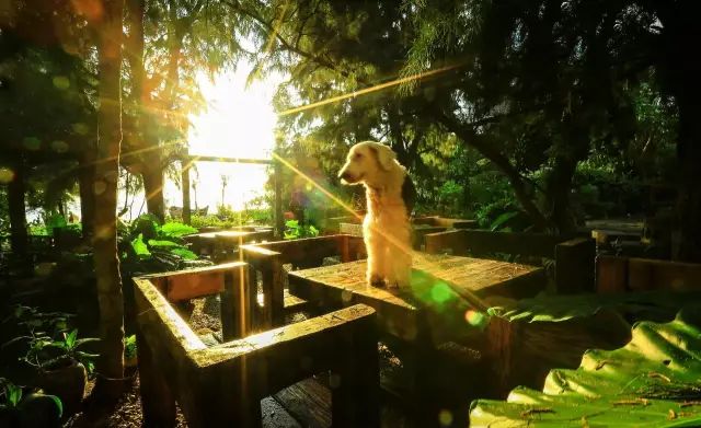 慢點藝術(shù)民宿，世間所有努力都是為了慢點