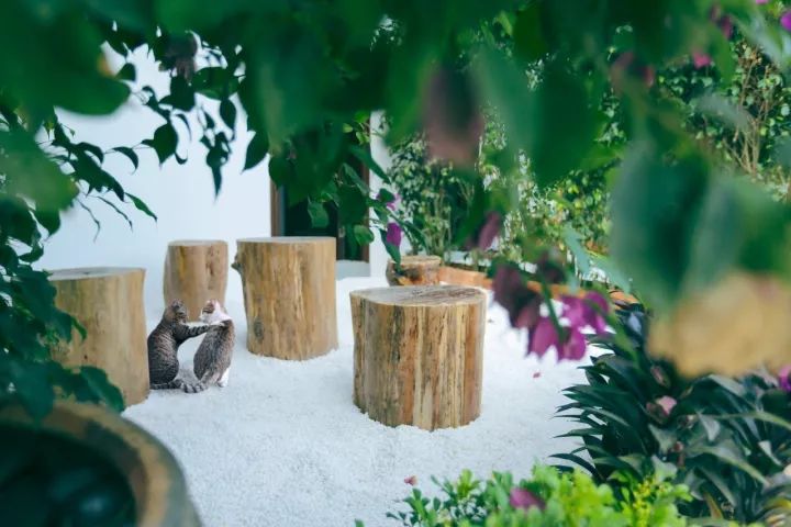 慢點藝術(shù)民宿，世間所有努力都是為了慢點