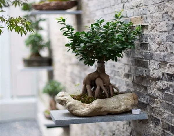 上?！ゅ\上云宿，傳播傳統(tǒng)文化讓老宅重獲新靈魂