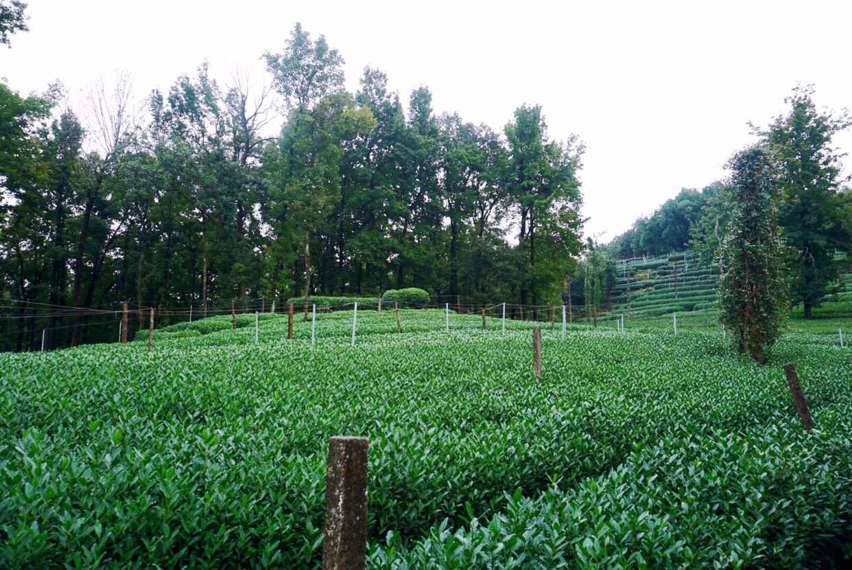 杭州·棲遲，還是那個(gè)獨(dú)一無(wú)二的黑白灰