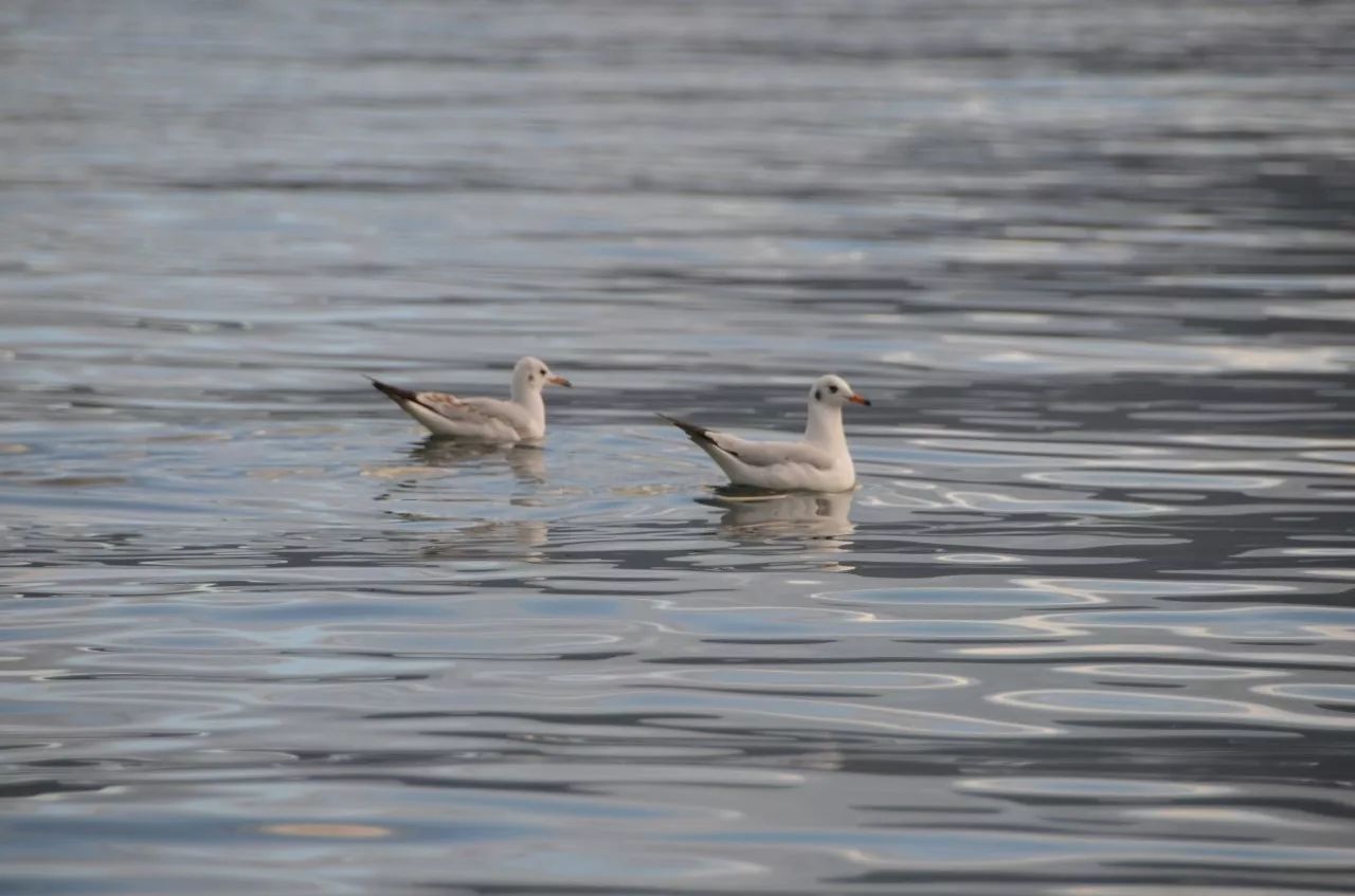 瀘沽湖·野火集，時光匆忙別錯過年輕的瘋狂
