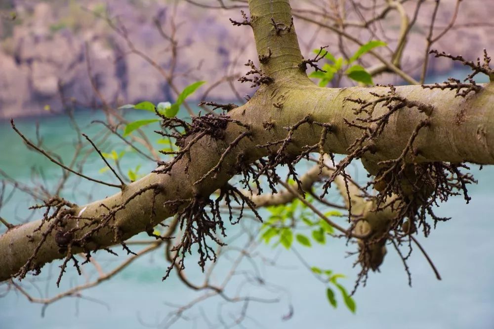 時(shí)光島，一間讓“時(shí)光倒流”300畝獨(dú)島民宿