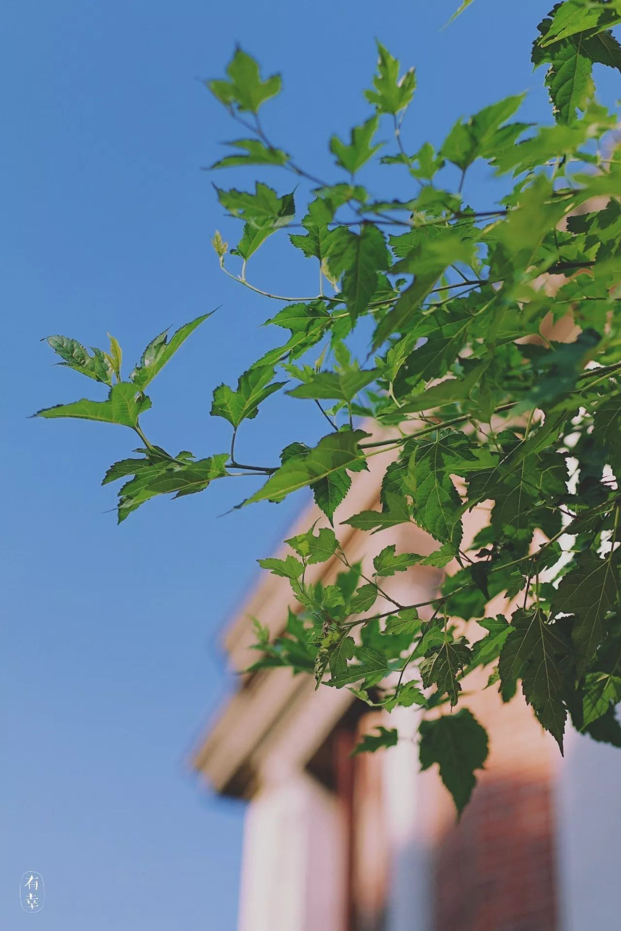 鼓浪嶼·他城一見，生命不息折騰不止