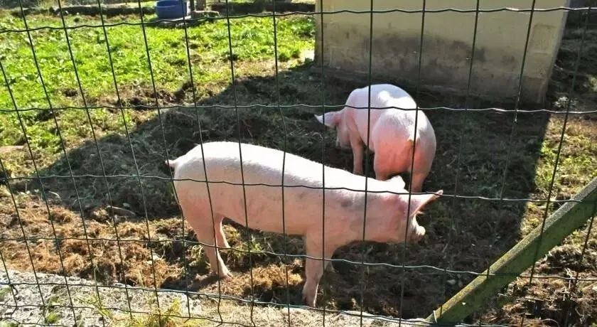 驚呆了，雞窩豬舍馬廄牛棚羊圈變民宿!