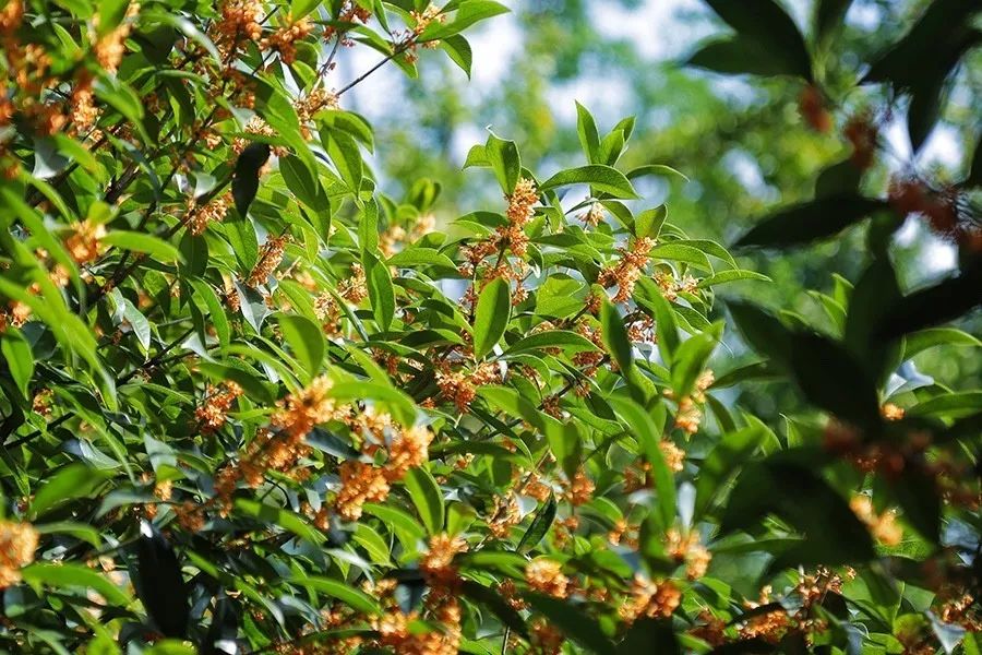 青城山·路之青城，山溝里的豬圈民宿