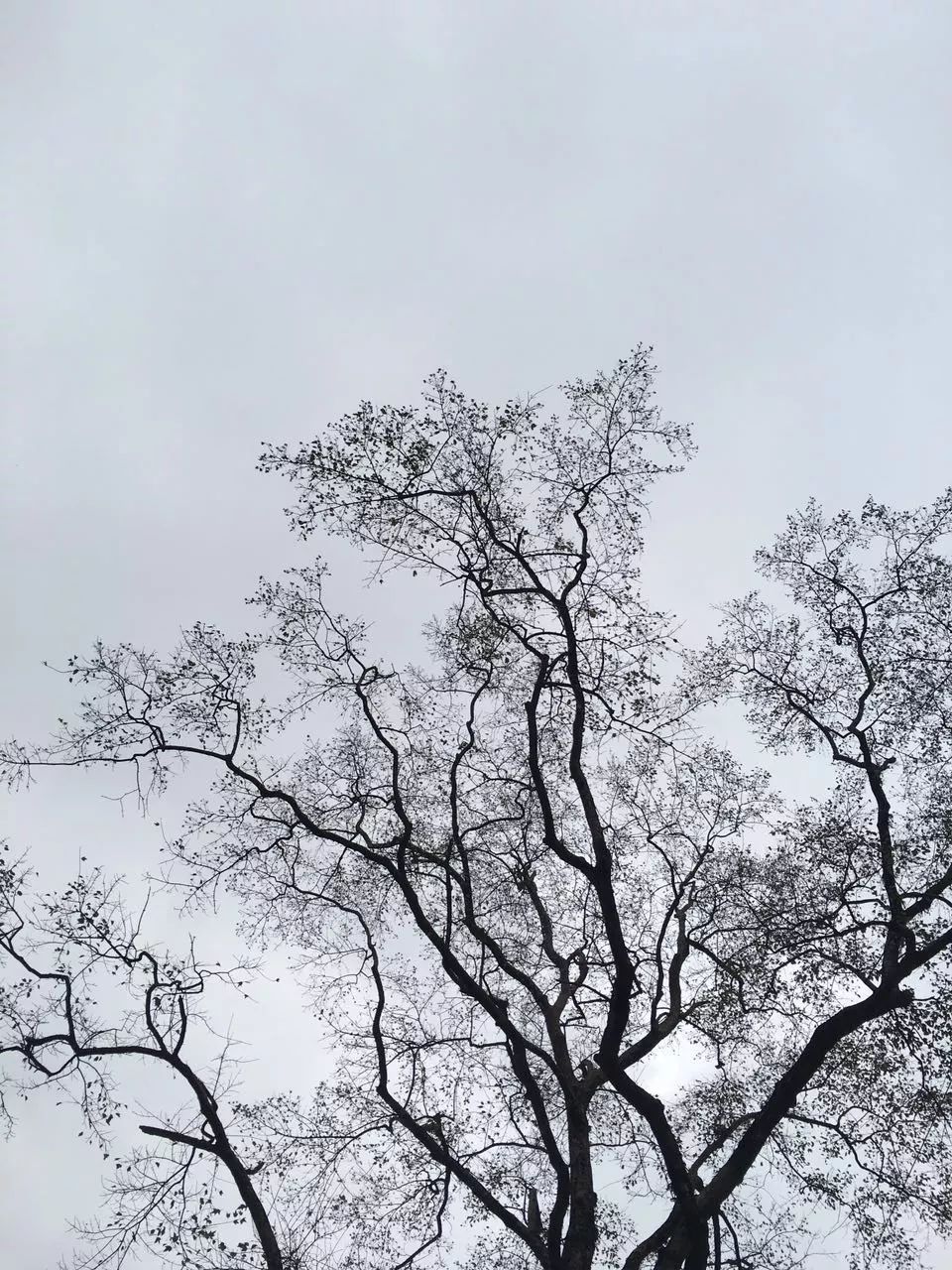 莫干山·趣舍一棵樹，置身山中與山林萬物相連