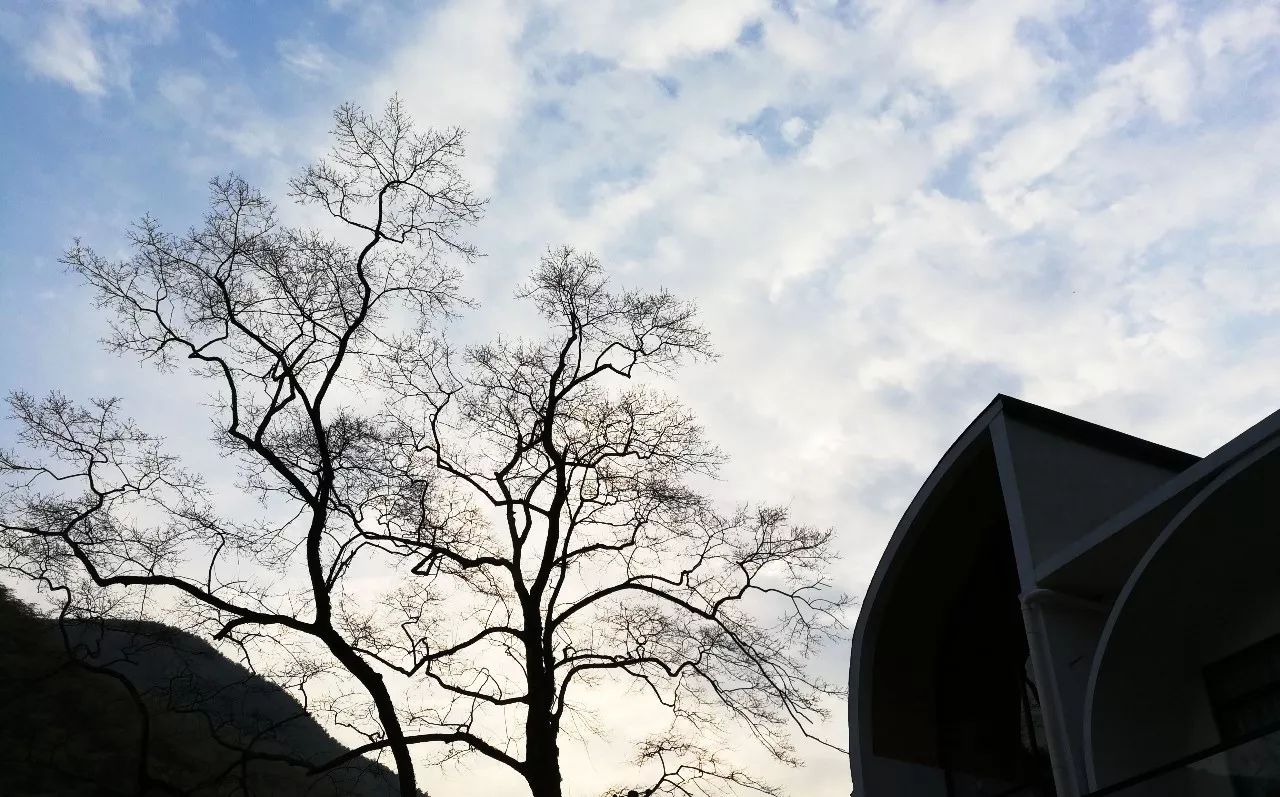 莫干山·趣舍一棵樹，置身山中與山林萬物相連