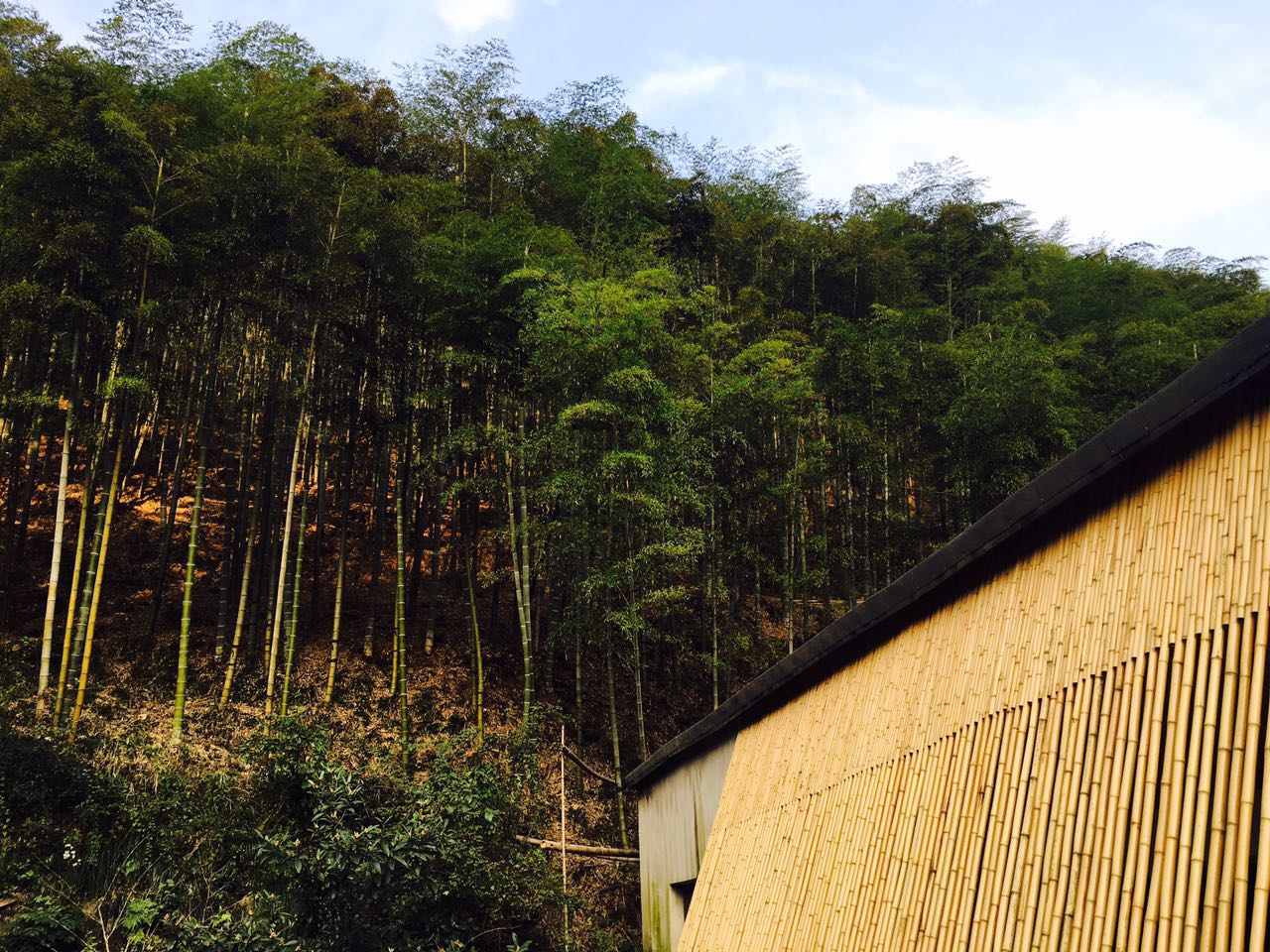 莫干山·趣舍一棵樹，置身山中與山林萬物相連