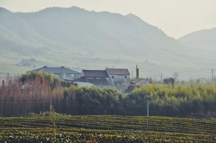 莫干山·趣舍一棵樹，置身山中與山林萬物相連