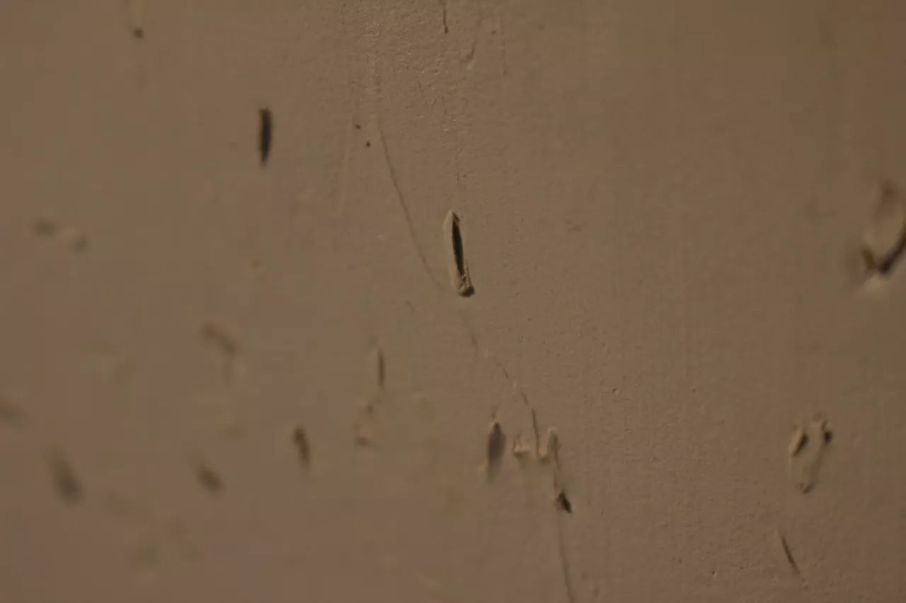 莫干山·趣舍一棵樹(shù)，置身山中與山林萬(wàn)物相連