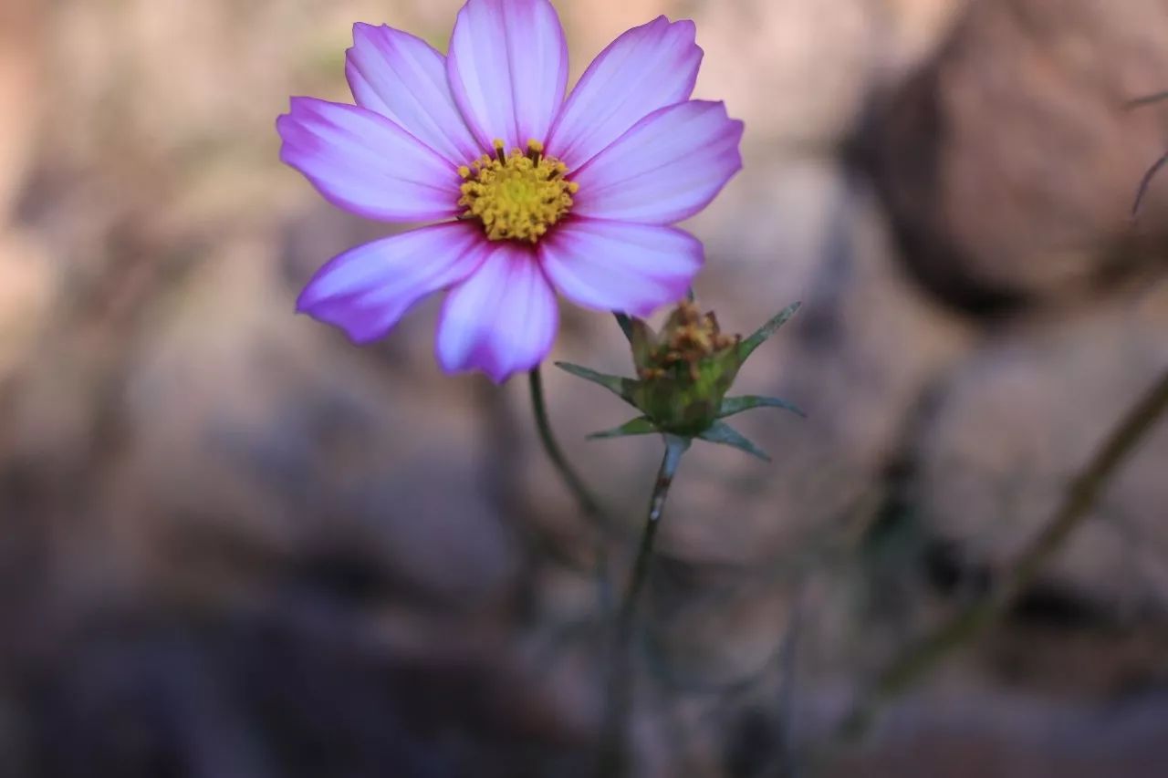 莫干山·趣舍一棵樹(shù)，置身山中與山林萬(wàn)物相連
