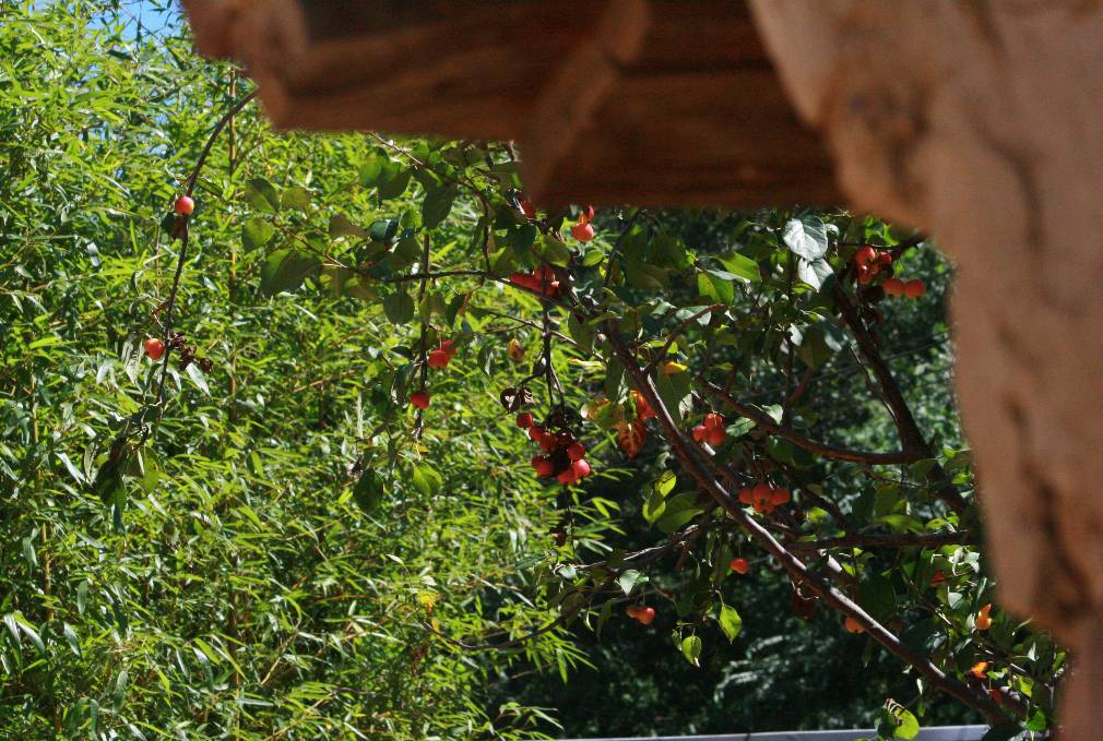 北京·山楂小院，留住最土的鄉(xiāng)味和溫暖的人心