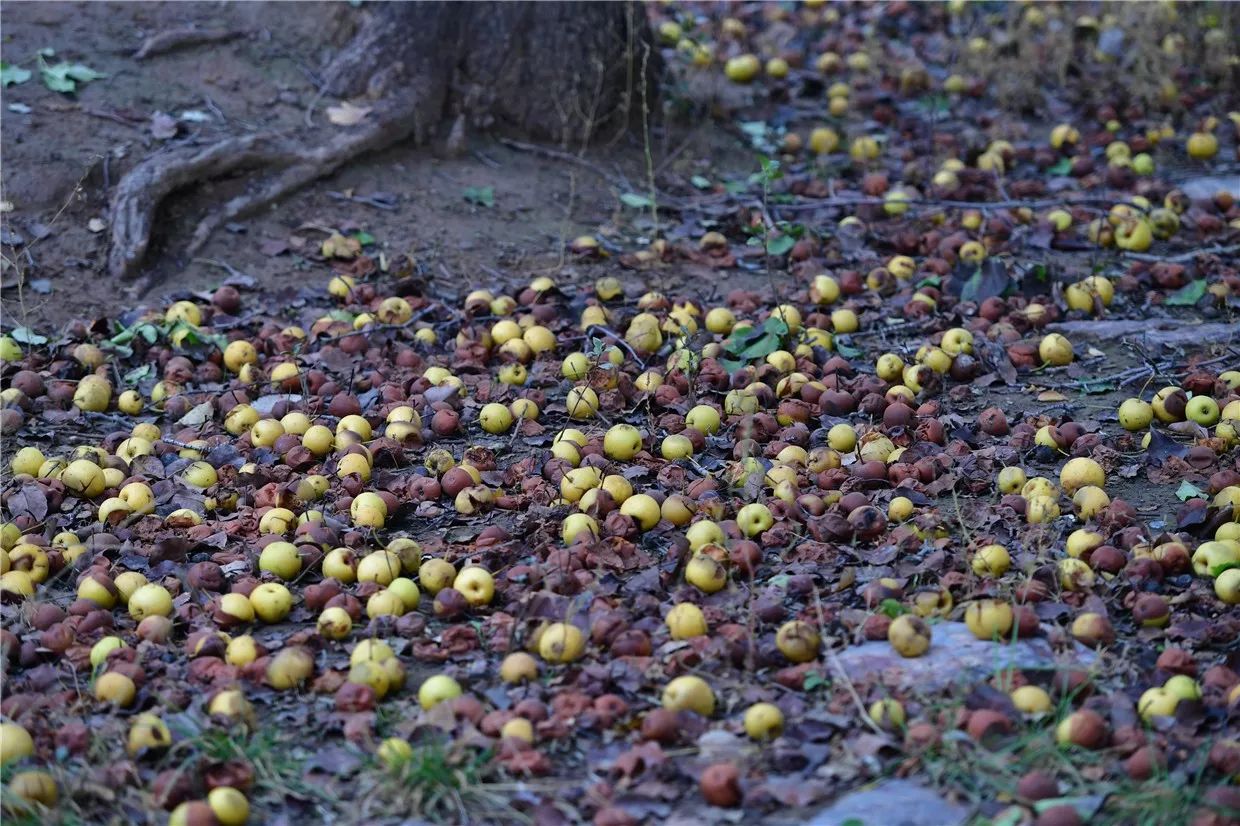 黃河·宿集，你想要的快意江湖就在這里