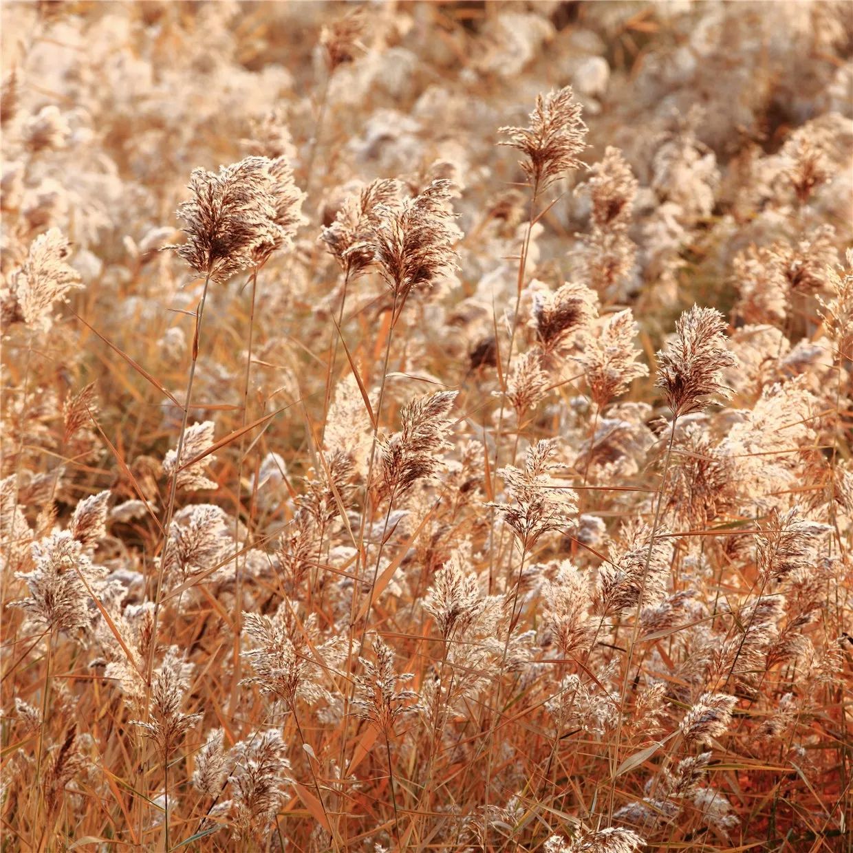 黃河·宿集，你想要的快意江湖就在這里