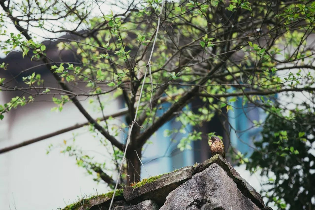 莫干山·三秋美宿，一日不見(jiàn)三秋盼兮