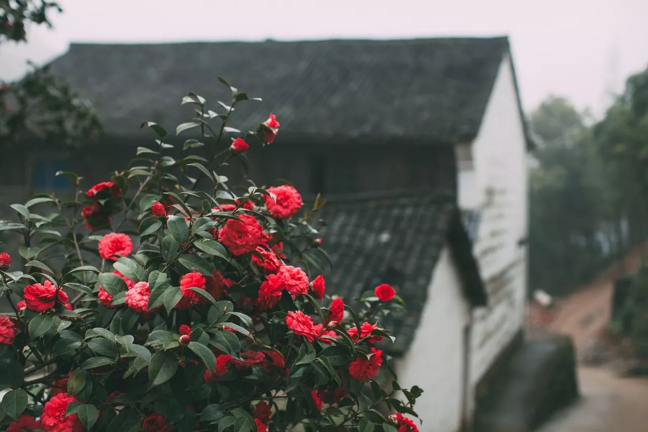 莫干山·三秋美宿，一日不見(jiàn)三秋盼兮