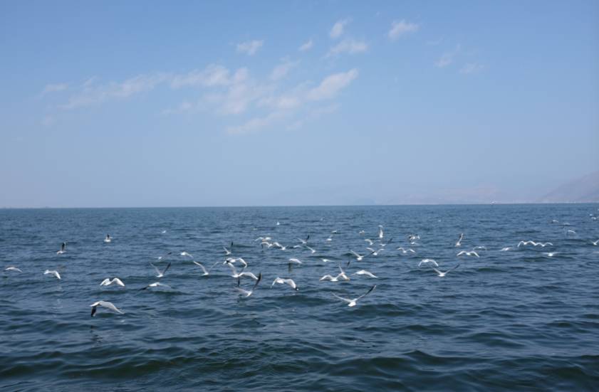 大理古城·果念，按照自己喜歡的方式活著