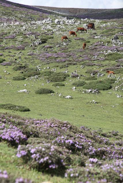 大理古城·果念，按照自己喜歡的方式活著