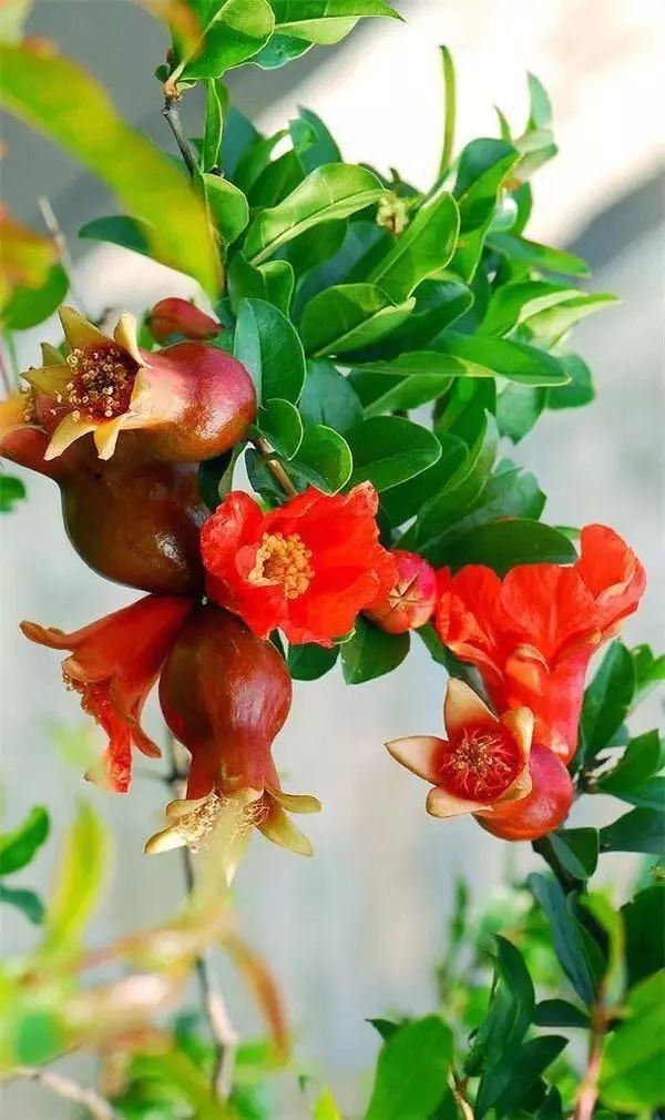 特色美食臨潼石榴，拜倒在你“石榴裙下”