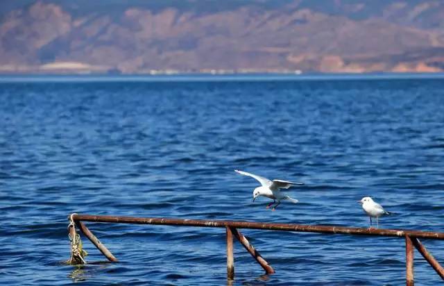 大理洱?！w心，歸心看海煙雨江南