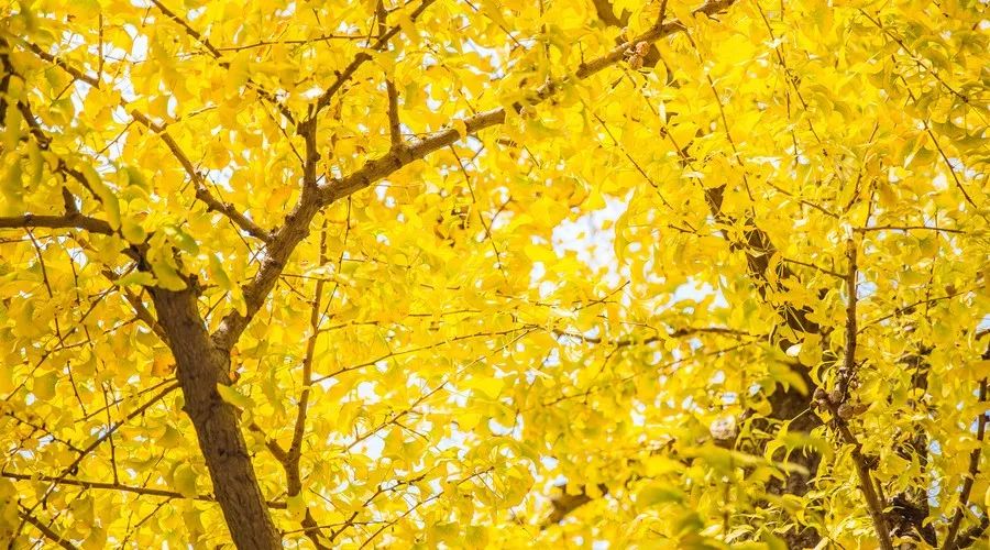 莫干山·西璞，睡進(jìn)梵高的畫里