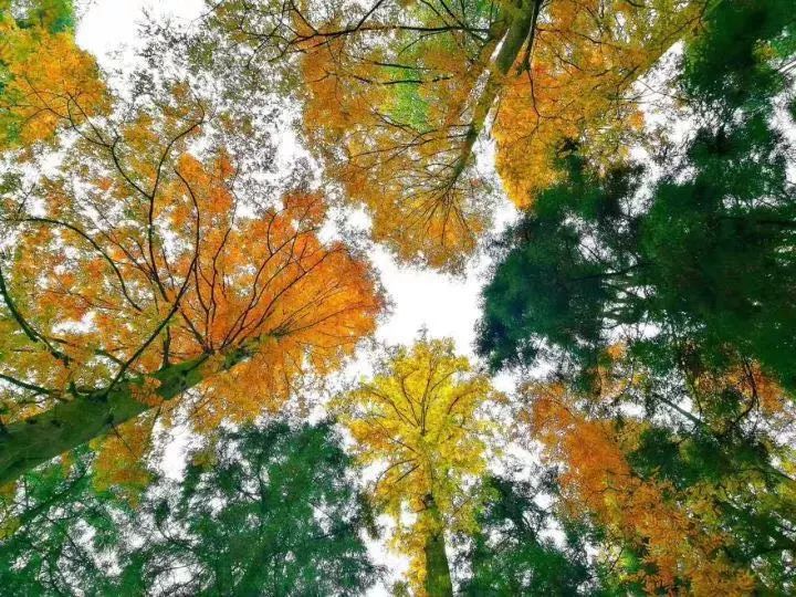 莫干山·西璞，睡進(jìn)梵高的畫里