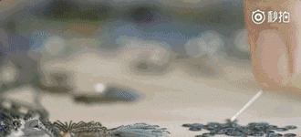 中國扇子的工藝：一名手藝人的堅持