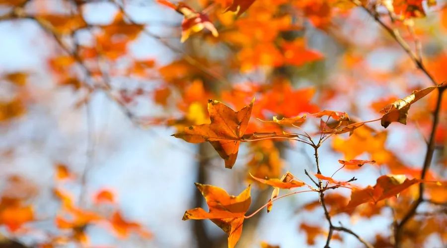 茶隱·喜在山舍，上有茶山下有九溪肆意虛度生活