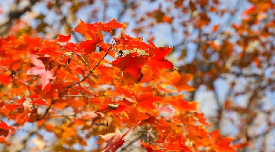茶隱·喜在山舍，上有茶山下有九溪肆意虛度生活