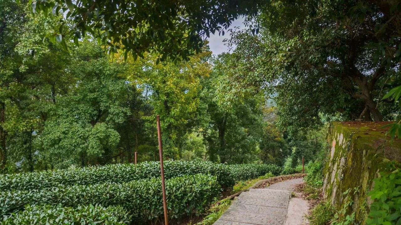 茶隱·喜在山舍，上有茶山下有九溪肆意虛度生活