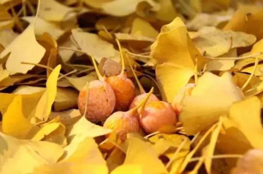 蘇州·泊悅灣，城市鄉(xiāng)村間人們何嘗不是兩棲動(dòng)物