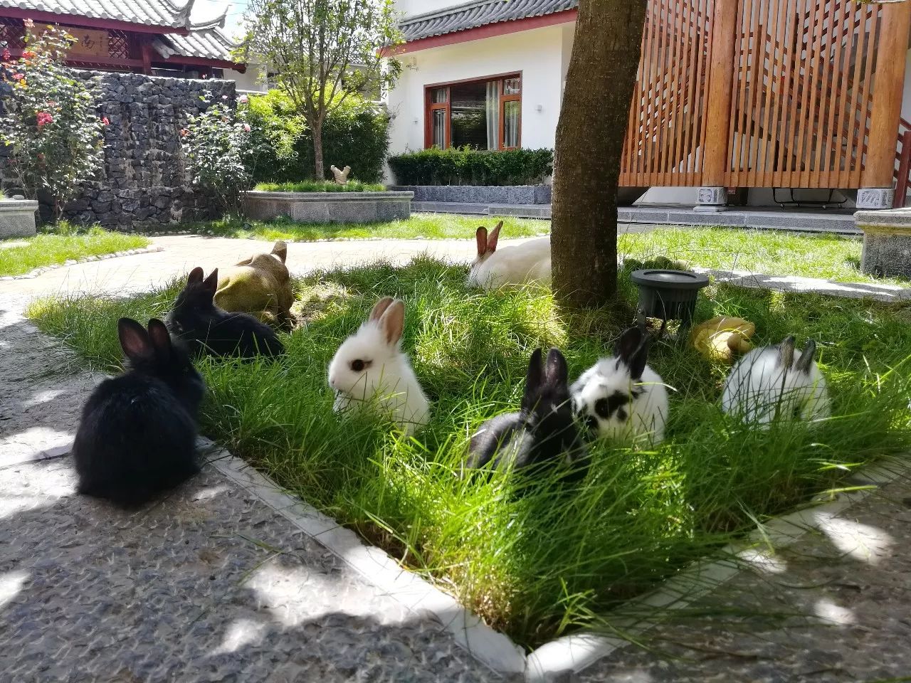 麗江束河·雲(yún)山南，相愛真的是一種奇跡