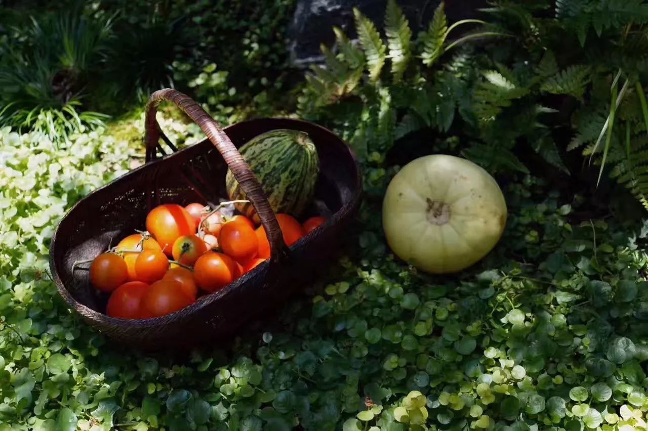 南京·老樹院子山囿里,與時光慢揉在一起彼此沉