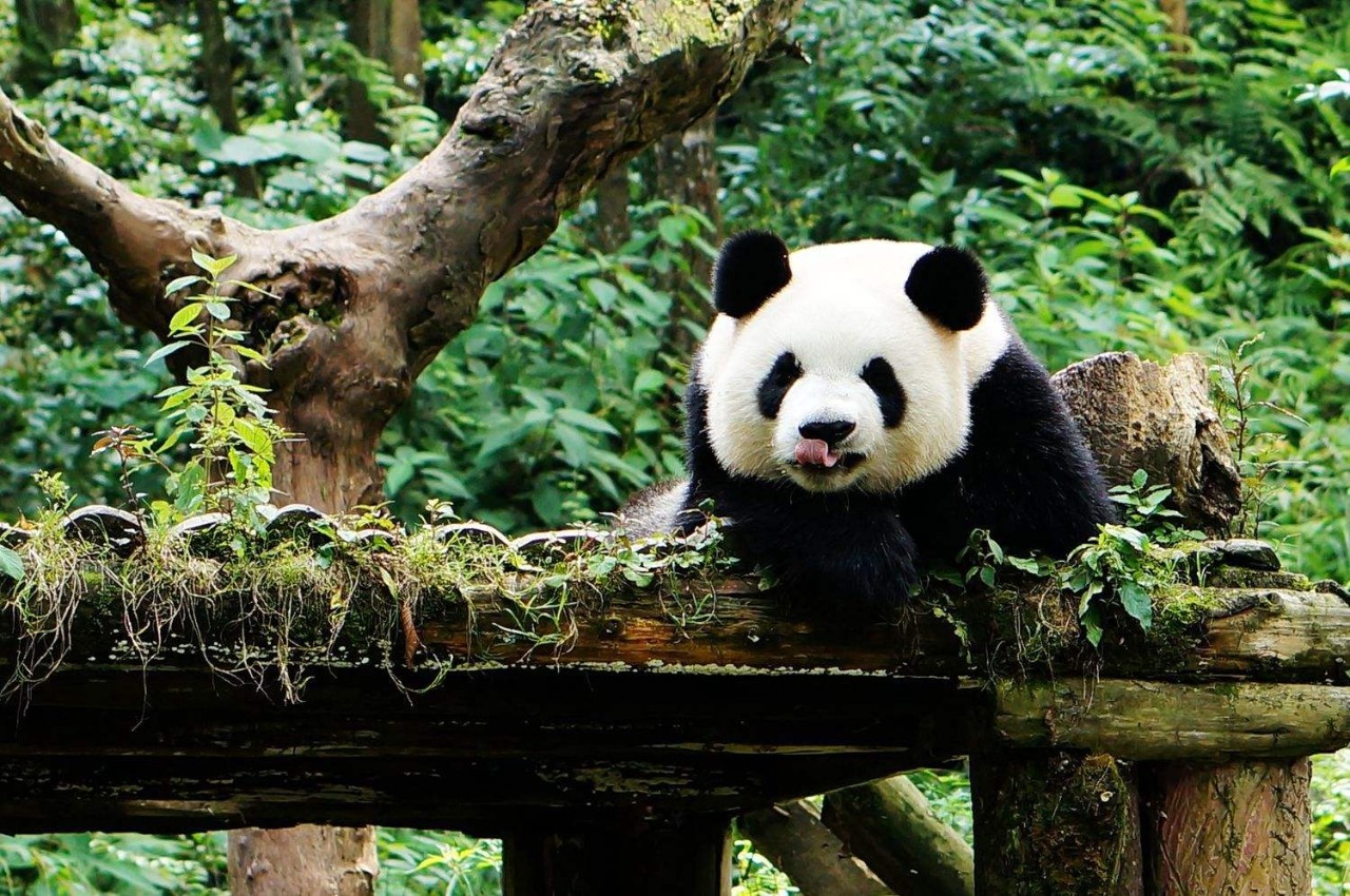 蜀中驛瓦舍旅行酒店，雅安年輕人的「老地方」