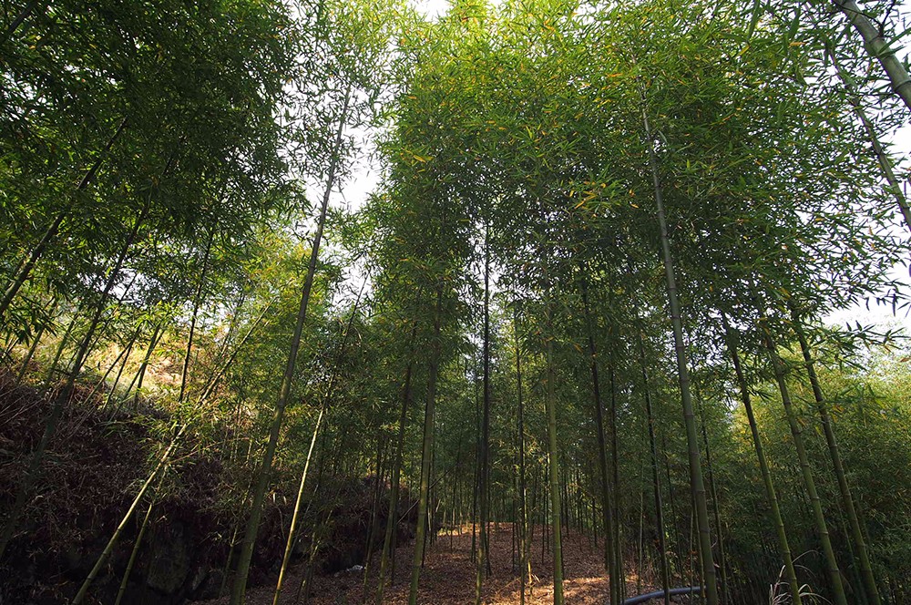 杭州·蓮社溪客，不妥協(xié)的人生才比較有趣