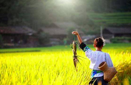 麗水·曼山居，依山而居便不知人間是何夕