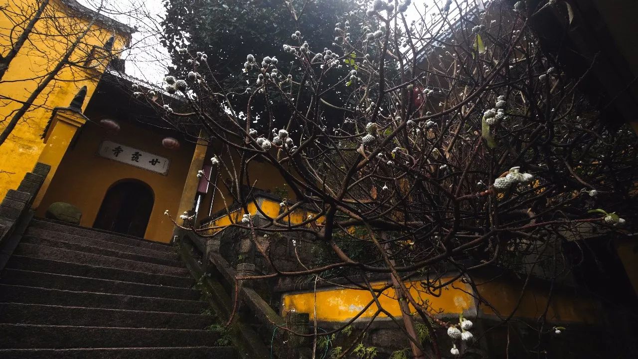 九華山·清竹里，延續(xù)和分享茶文化禪文化