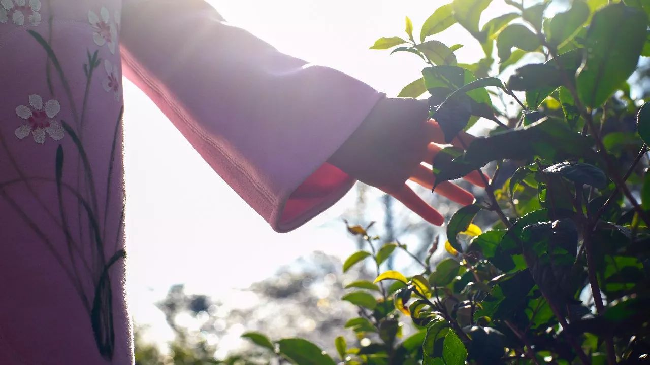 九華山·清竹里，延續(xù)和分享茶文化禪文化