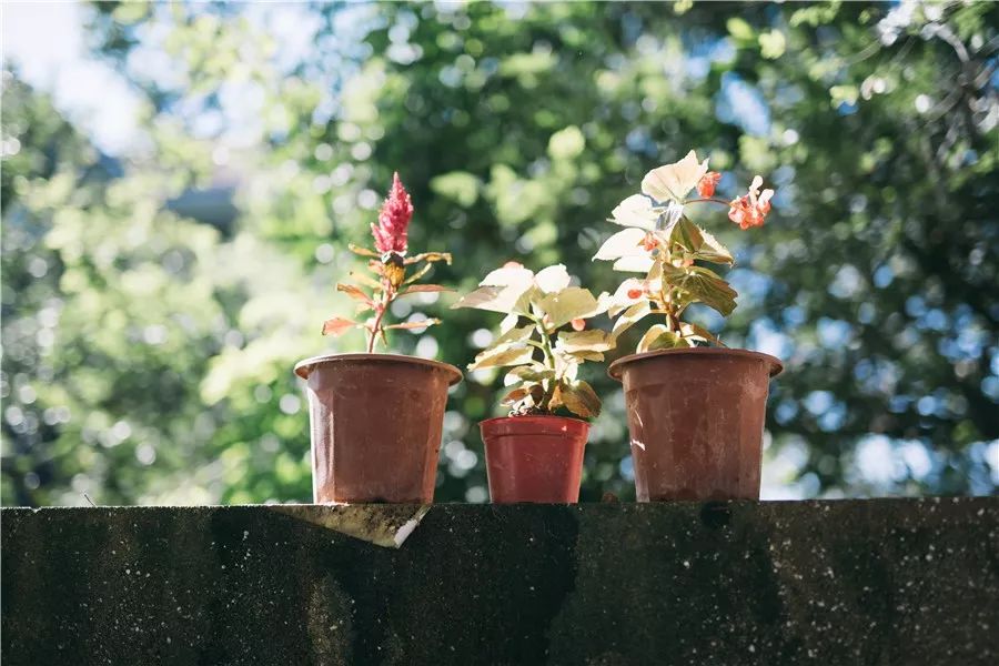 廈門·春草芬芳，體驗(yàn)面朝大海沐浴星辰的愜意芬