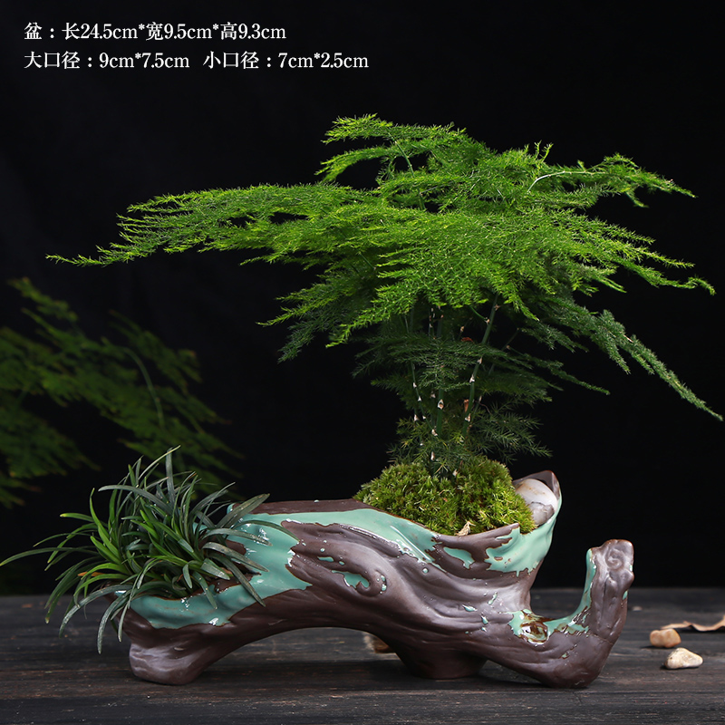 別具風(fēng)味的文竹陶瓷盆景，禪意小和尚盆景圖片