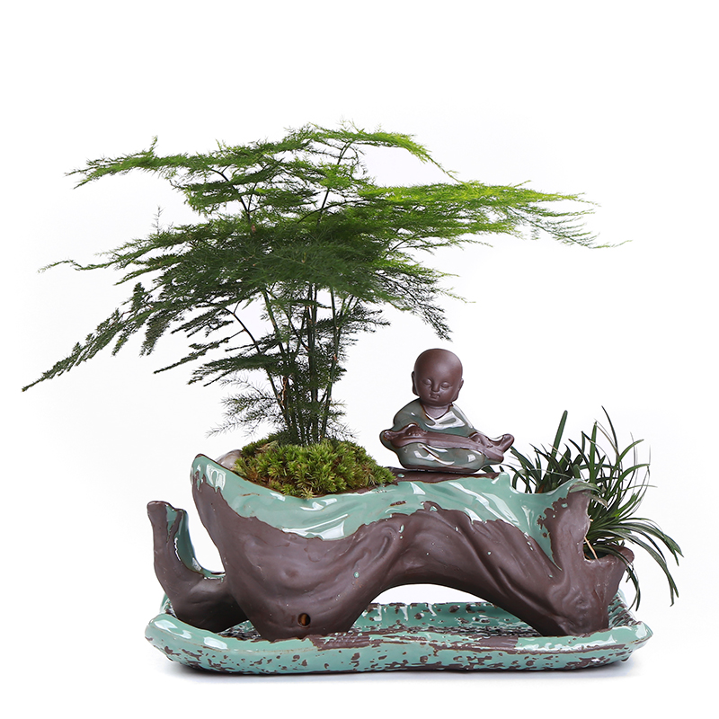 別具風(fēng)味的文竹陶瓷盆景，禪意小和尚盆景圖片